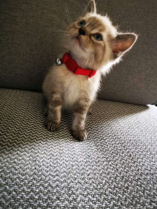 ragdoll cats gumtree